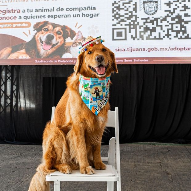Lanzan Registro Único de Mascotas y Plataforma Digital de Adopción en Tijuana